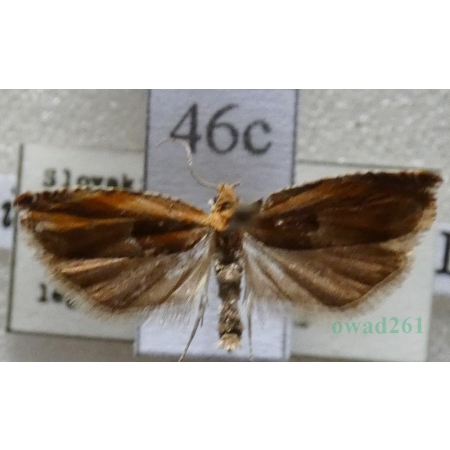 Ancylis mitterbacheriana (Denis & Schiffermüller, 1775) Slovakia46c